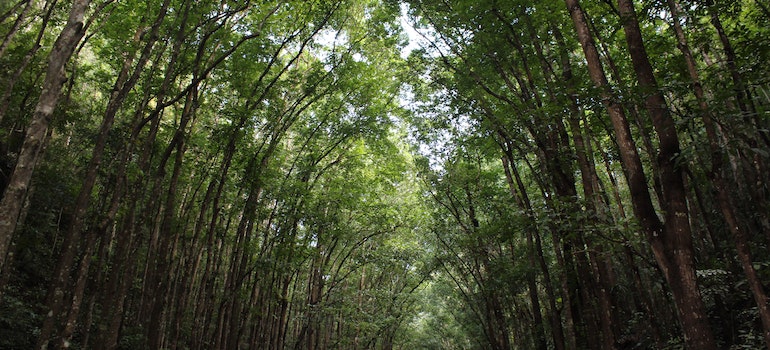 Trees in a forest